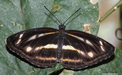 Neptis noyala ikedai Shirozu, 1952 流紋環蛺蝶