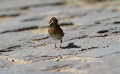 Emberiza tristrami Swinhoe, 1870 白眉鵐