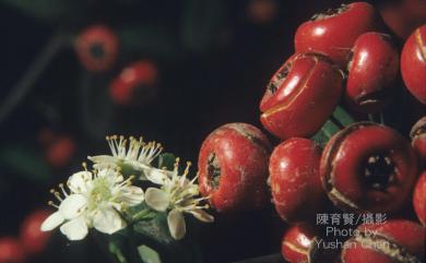 Pyracantha koidzumii (Hayata) Rehder 臺灣火刺木