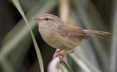 Horornis fortipes robustipes (Swinhoe, 1866) 小鶯(台灣亞種)