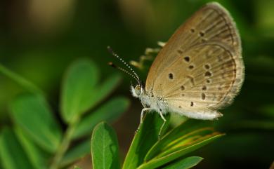 Zizina otis riukuensis (Matsumura, 1929) 折列藍灰蝶