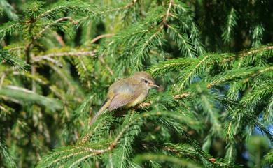 Horornis acanthizoides concolor (Ogilvie-Grant, 1912) 深山鶯