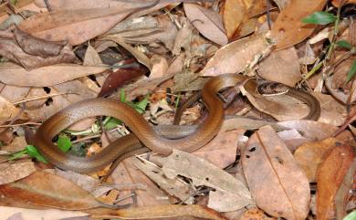 Sibynophis chinensis (Günther, 1889) 黑頭蛇