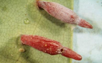 Daphnephila ornithocephala Tokuda, Yang & Yukawa, 2008