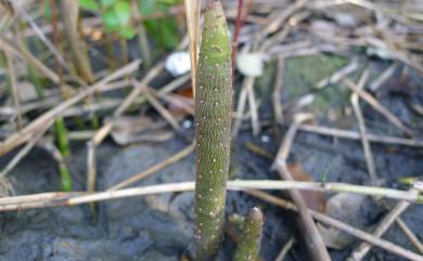 Avicennia marina (Forssk.) Vierh. 海茄冬