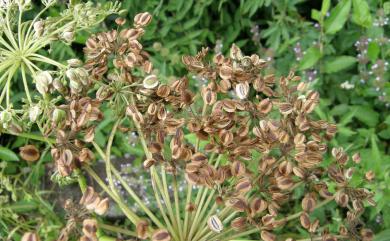 Angelica dahurica var. formosana 野當歸