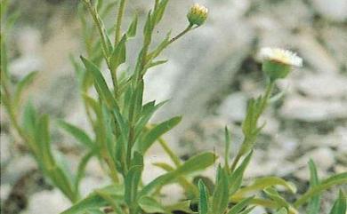 Erigeron morrisonensis var. morrisonensis 玉山飛蓬