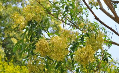 Fraxinus griffithii 白雞油