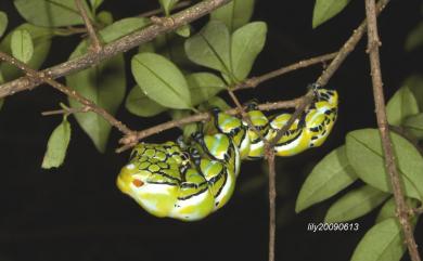 Brahmaea wallichii insulata Inoue, 1984 枯球籮紋蛾