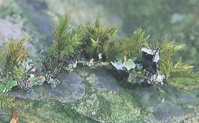 Trachypodopsis auriculata (Mitt.) Fleisch., 1859 大耳擬扭葉苔