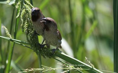 Lonchura punctulata topela (Swinhoe, 1863) 斑文鳥