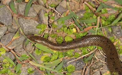 Myrrophis chinensis (Gray, 1842) 唐水蛇