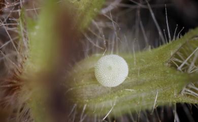 Phengaris atroguttata formosana 青雀斑灰蝶