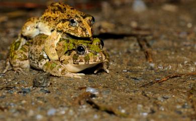 Fejervarya limnocharis (Gravenhorst, 1829) 澤蛙