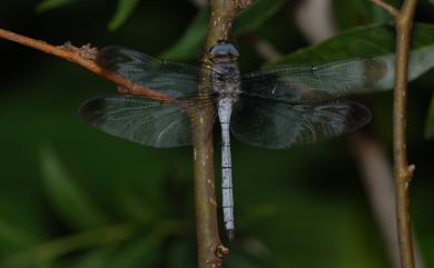 Zyxomma obtusum Albarda, 1881 灰影蜻蜓