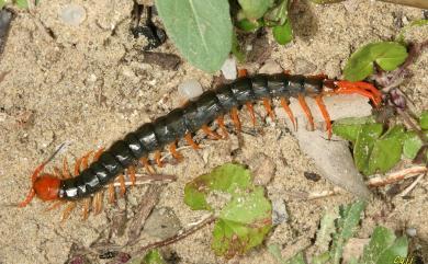 Scolopendra multidens Newport, 1844 多棘蜈蚣