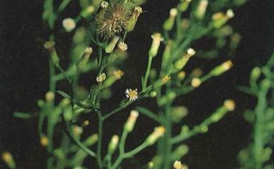 Conyza canadensis var. pusilla (Nutt.) Cronquist 光莖飛蓬