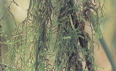 Floribundaria floribunda 絲帶苔