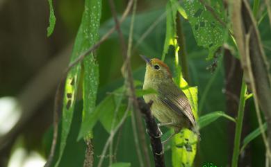 Cyanoderma ruficeps praecognitum (Swinhoe, 1866) 山紅頭