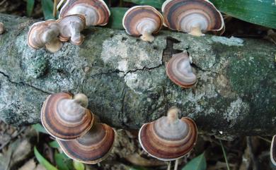 Microporus affinis (Nees ex Fr.) Kuntz. 相鄰小孔菌