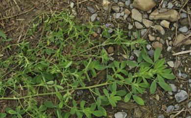 Medicago sativa L. 紫苜蓿