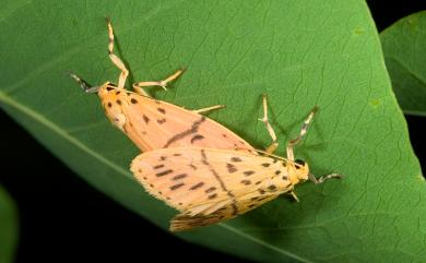 Miltochrista acteola (Swinhoe, 1903) 梯紋美苔蛾