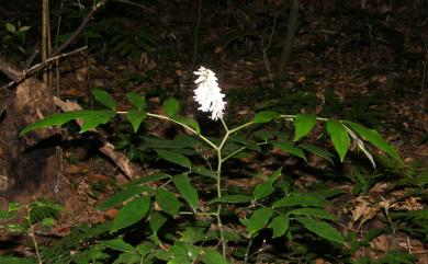 Euchresta formosana (Hayata) Ohwi 臺灣山豆根