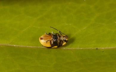 Cryptocephalus moya Chujo, 1954 黃紋筒金花蟲