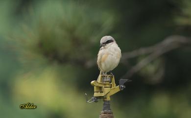 Lanius cristatus cristatus Linnaeus, 1758 紅尾伯勞(指名亞種)