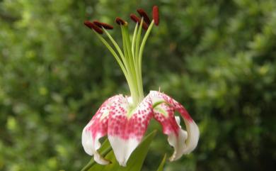 Lilium speciosum var. gloriosoides Baker 艷紅鹿子百合