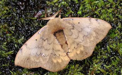 Andraca olivacea Matsumura, 1927 綠茶蠶蛾