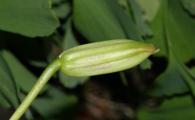 Lilium speciosum var. gloriosoides Baker 艷紅鹿子百合