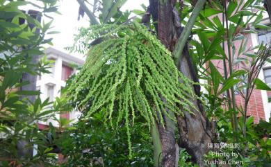 Caryota mitis 叢立孔雀椰子