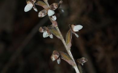 Hetaeria biloba 圓唇伴蘭