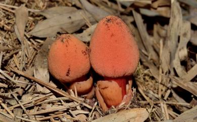 Balanophora yakushimensis Hatus. & Masam. 屋久島蛇菰