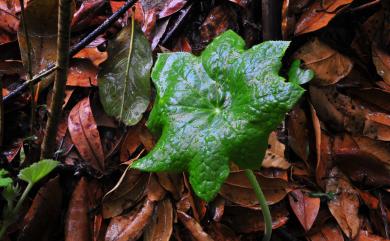 Dysosma pleiantha 八角蓮