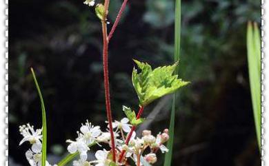 Filipendula kiraishiensis Hayata 臺灣蚊子草