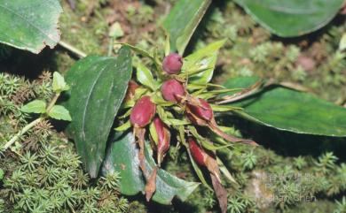 Tripterospermum alutaceifolium (Liu & Kuo) J. Murata 臺北肺形草