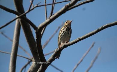 Anthus hodgsoni yunnanensis Uchida & Kuroda, 1916 樹鷚(東北亞種)