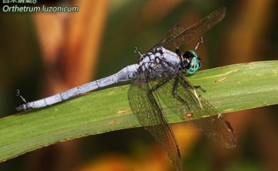 Orthetrum luzonicum Brauer, 1868 呂宋蜻蜓