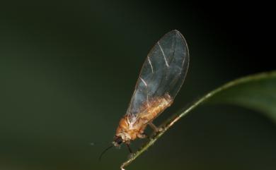 Trioza acuminatissima Liao, Huang & Yang, 2016