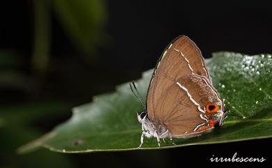 Chrysozephyrus mushaellus mushaellus (Matsumura, 1938) 霧社翠灰蝶