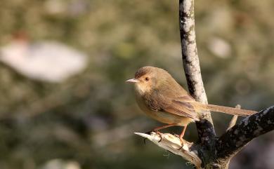 Prinia inornata flavirostris (Swinhoe, 1863) 褐頭鷦鶯(台灣亞種)