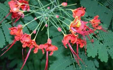 Caesalpinia pulcherrima (L.) Sw. 紅蝴蝶