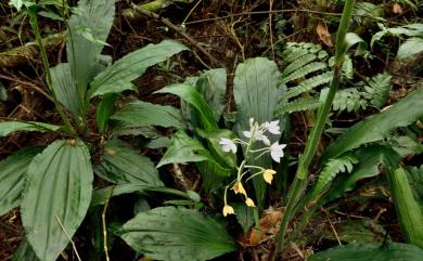 Calanthe dominii 長距白鶴蘭