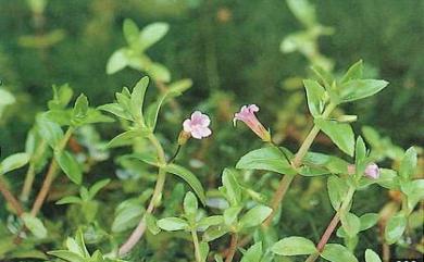 Limnophila aromatica 紫蘇草