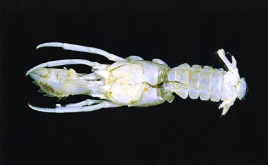 Cheiroplatea mitoi Miyake, 1978 水戶寬螯寄居蟹