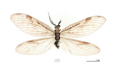 Neochauliodes fraternus (McLachlan, 1869) 污翅斑魚蛉