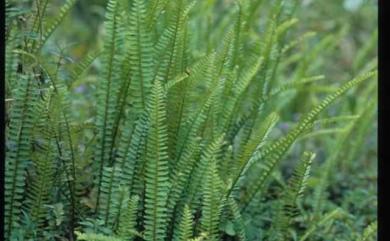 Nephrolepis cordifolia (L.) C.Presl 腎蕨