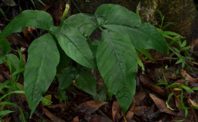 Arisaema matsudae Hayata 線花天南星